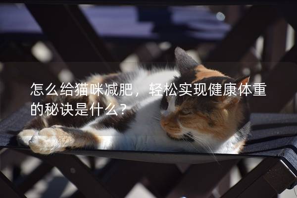 怎么給貓咪減肥，輕松實現健康體重的秘訣是什么？