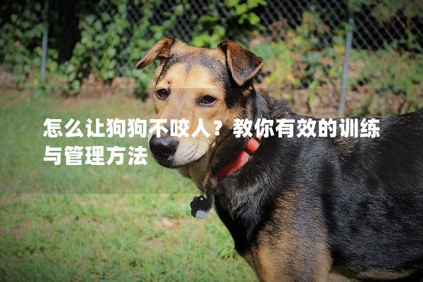 怎么讓狗狗不咬人？教你有效的訓練與管理方法
