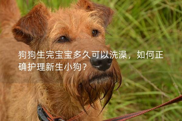 狗狗生完寶寶多久可以洗澡，如何正確護理新生小狗？