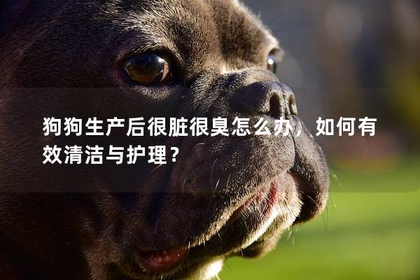 狗狗生產(chǎn)后很臟很臭怎么辦，如何有效清潔與護理？
