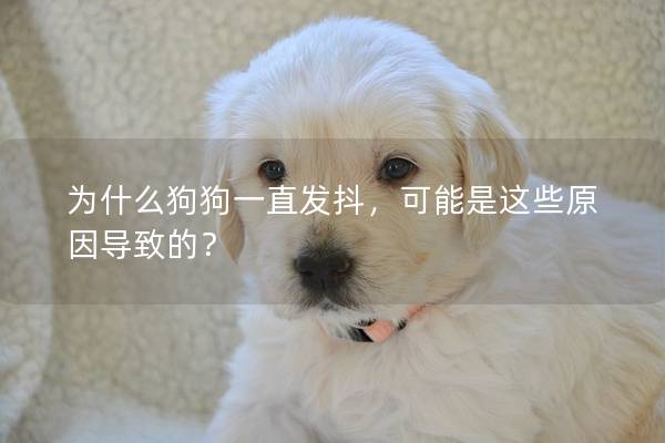 為什么狗狗一直發抖，可能是這些原因導致的？