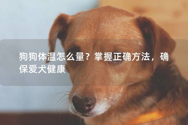 狗狗體溫怎么量？掌握正確方法，確保愛犬健康