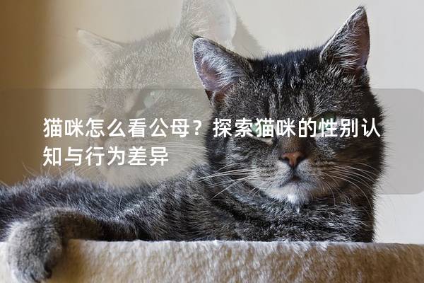 貓咪怎么看公母？探索貓咪的性別認知與行為差異