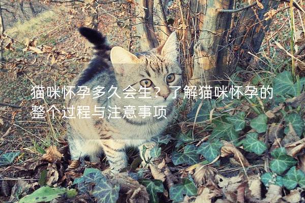 貓咪懷孕多久會生？了解貓咪懷孕的整個過程與注意事項