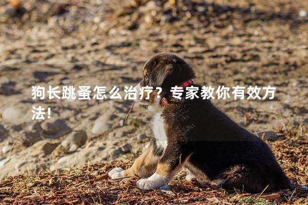 狗長(zhǎng)跳蚤怎么治療？專家教你有效方法!