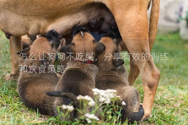 怎么讓狗狗不吃屎，分享有效的訓練和飲食策略