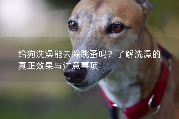 給狗洗澡能去除跳蚤嗎？了解洗澡的真正效果與注意事項