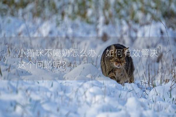 小貓咪不喝奶怎么辦，如何有效解決這個(gè)問題呢？