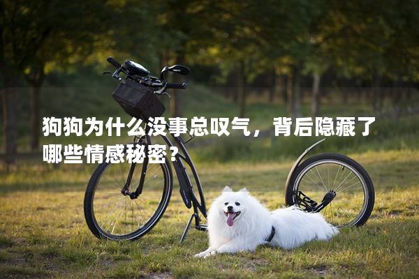 狗狗為什么沒事總嘆氣，背后隱藏了哪些情感秘密？