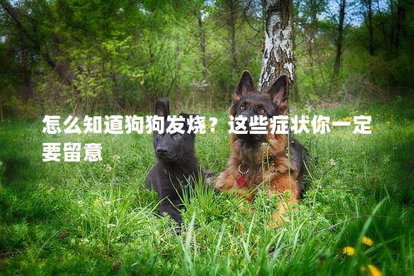 怎么知道狗狗發燒？這些癥狀你一定要留意