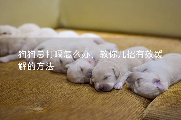 狗狗總打嗝怎么辦，教你幾招有效緩解的方法