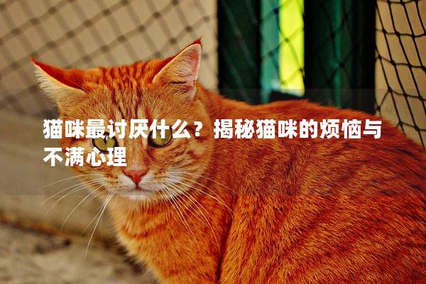 貓咪最討厭什么?揭秘貓咪的煩惱與不滿心理 貓咪最討厭什么?揭秘貓咪的煩惱與不滿心理