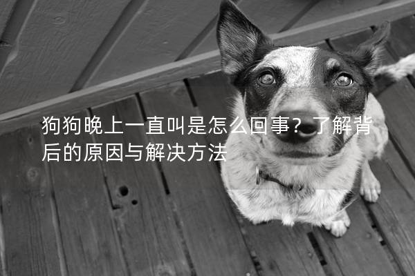 狗狗晚上一直叫是怎么回事？了解背后的原因與解決方法