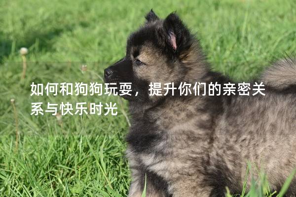如何和狗狗玩耍，提升你們的親密關(guān)系與快樂時光