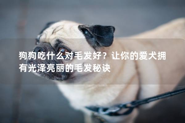 狗狗吃什么對毛發好？讓你的愛犬擁有光澤亮麗的毛發秘訣