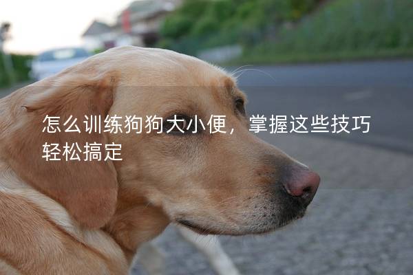 怎么訓練狗狗大小便，掌握這些技巧輕松搞定