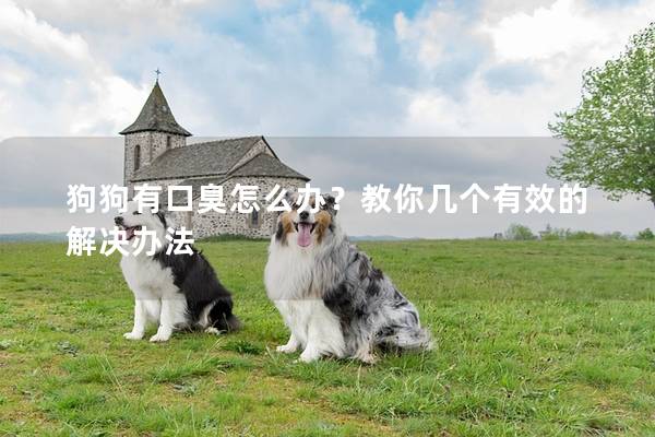 狗狗有口臭怎么辦?教你幾個有效的解決辦法 狗狗有口臭怎么辦?教你幾個有效的解決辦法
