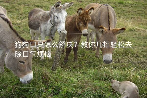 狗狗口臭怎么解決？教你幾招輕松去除口氣煩惱