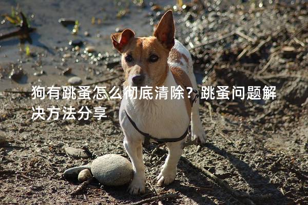 狗有跳蚤怎么徹底清除？跳蚤問題解決方法分享