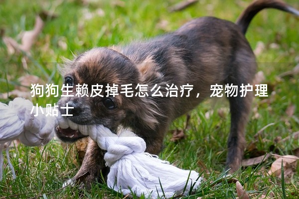 狗狗生賴皮掉毛怎么治療，寵物護理小貼士