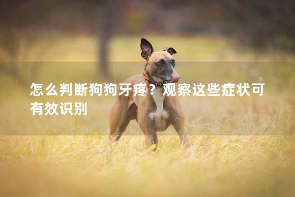 怎么判斷狗狗牙疼？觀察這些癥狀可有效識別