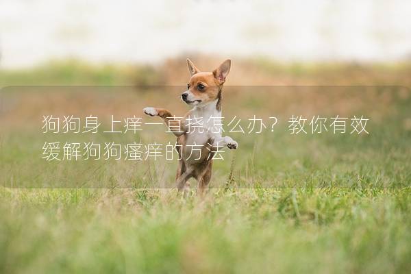 狗狗身上癢一直撓怎么辦？教你有效緩解狗狗瘙癢的方法