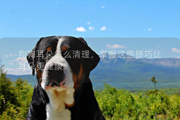 狗狗耳朵怎么清理，掌握這些技巧讓耳朵更健康