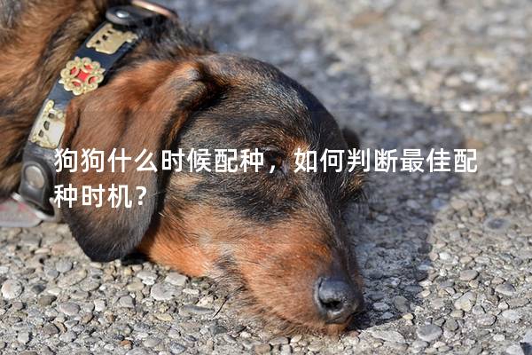 狗狗什么時(shí)候配種,如何判斷最佳配種時(shí)機(jī)? 狗狗什么時(shí)候配種,如何判斷最佳配種時(shí)機(jī)?