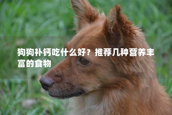 狗狗補鈣吃什么好？推薦幾種營養豐富的食物