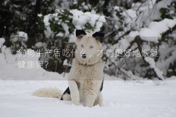 狗狗生產后吃什么，才能更好地恢復健康呢？