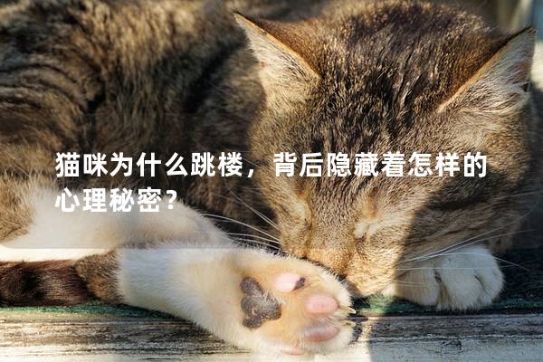 貓咪為什么跳樓,背后隱藏著怎樣的心理秘密? 貓咪為什么跳樓,背后隱藏著怎樣的心理秘密?