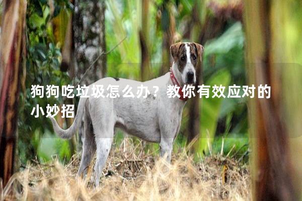 狗狗吃垃圾怎么辦？教你有效應對的小妙招