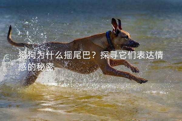 狗狗為什么搖尾巴?探尋它們表達情感的秘密 狗狗為什么搖尾巴?探尋它們表達情感的秘密