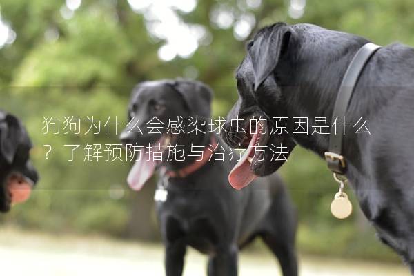 狗狗為什么會感染球蟲的原因是什么？了解預防措施與治療方法