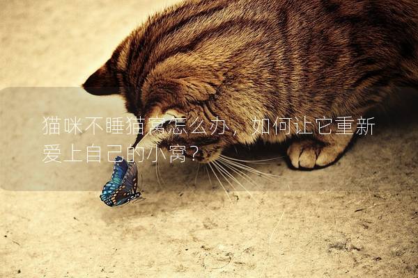 貓咪不睡貓窩怎么辦，如何讓它重新愛上自己的小窩？
