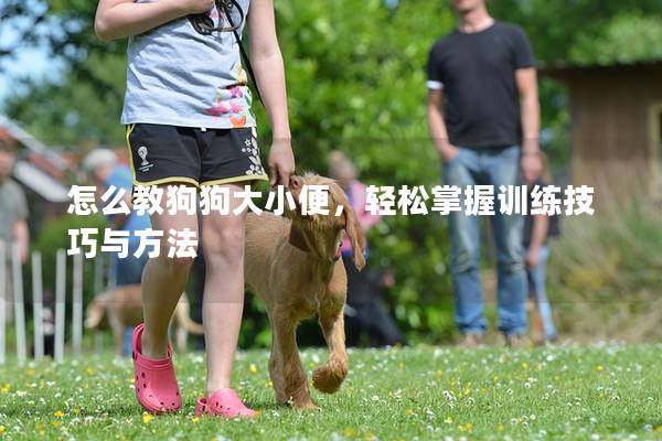 怎么教狗狗大小便，輕松掌握訓練技巧與方法
