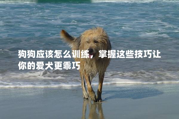 狗狗應該怎么訓練,掌握這些技巧讓你的愛犬更乖巧 狗狗應該怎么訓練,掌握這些技巧讓你的愛犬更乖巧