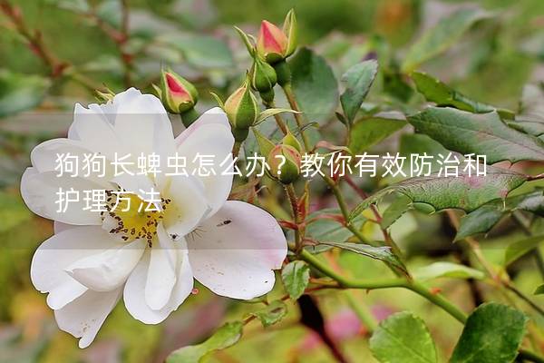 狗狗長(zhǎng)蜱蟲(chóng)怎么辦？教你有效防治和護(hù)理方法