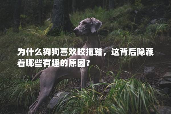 為什么狗狗喜歡咬拖鞋,這背后隱藏著哪些有趣的原因? 為什么狗狗喜歡咬拖鞋,這背后隱藏著哪些有趣的原因?