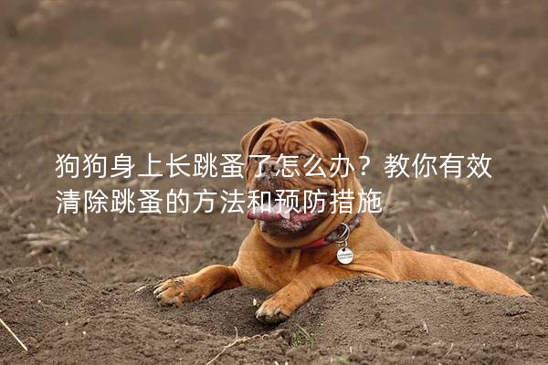狗狗身上長跳蚤了怎么辦？教你有效清除跳蚤的方法和預防措施