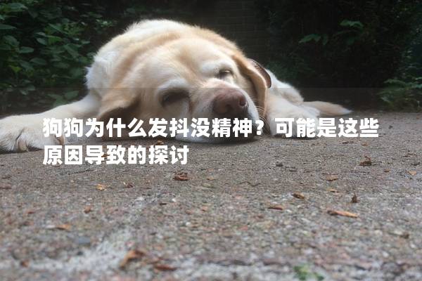 狗狗為什么發抖沒精神？可能是這些原因導致的探討