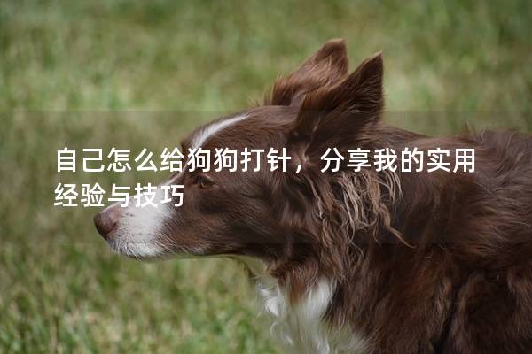 自己怎么給狗狗打針,分享我的實用經驗與技巧 自己怎么給狗狗打針,分享我的實用經驗與技巧