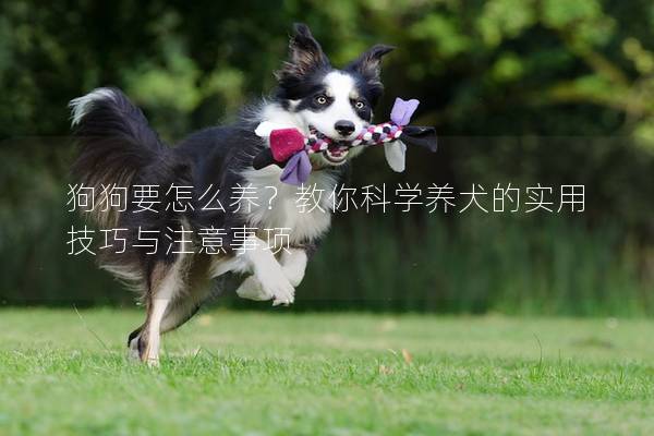 狗狗要怎么養？教你科學養犬的實用技巧與注意事項