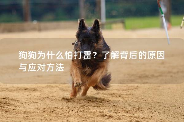 狗狗為什么怕打雷？了解背后的原因與應(yīng)對(duì)方法