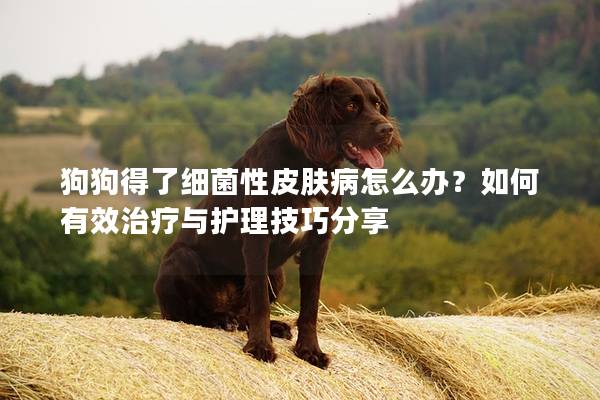 狗狗得了細菌性皮膚病怎么辦？如何有效治療與護理技巧分享