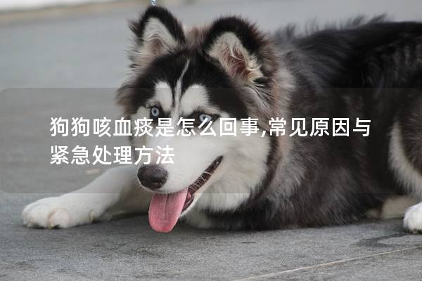 狗狗咳血痰是怎么回事,常見原因與緊急處理方法