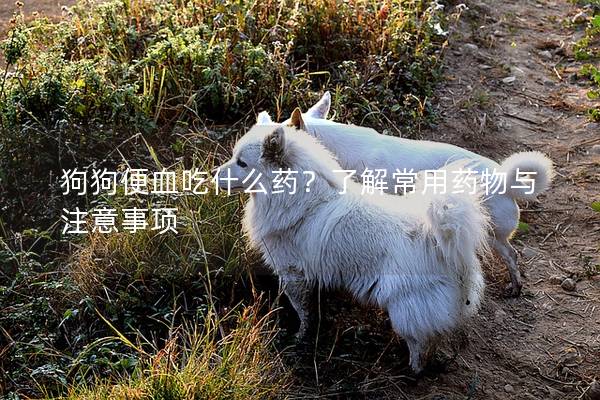 狗狗便血吃什么藥？了解常用藥物與注意事項(xiàng)