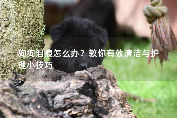 狗狗淚痕怎么辦？教你有效清潔與護理小技巧