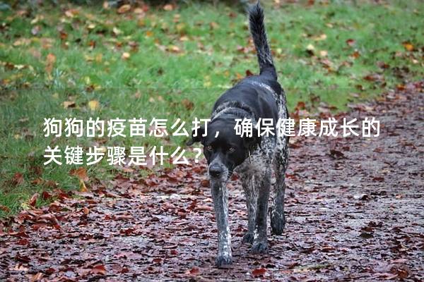狗狗的疫苗怎么打，確保健康成長的關鍵步驟是什么？