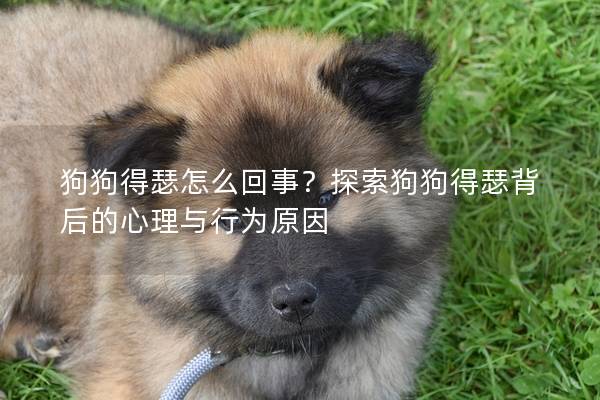 狗狗得瑟怎么回事？探索狗狗得瑟背后的心理與行為原因